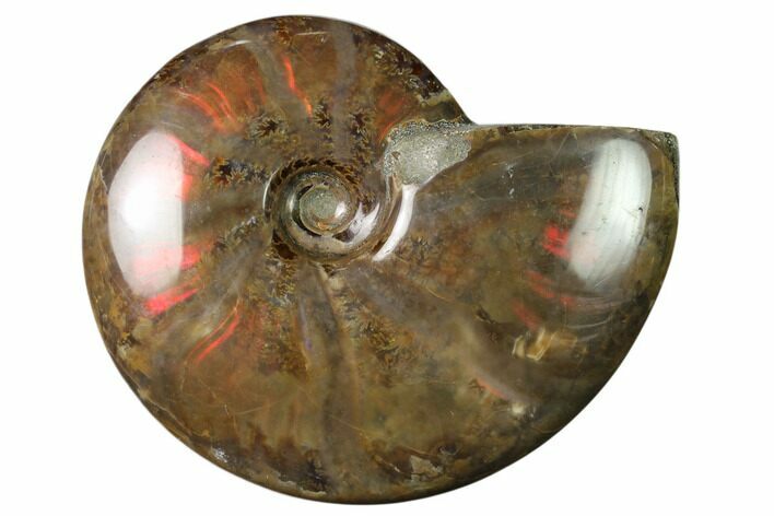 Flashy Red Iridescent Ammonite #155232
